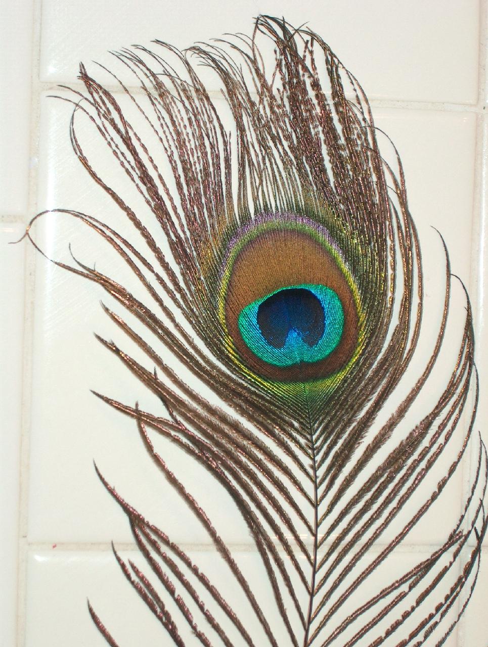 Peacock Feather Stock Photos And Images - RF